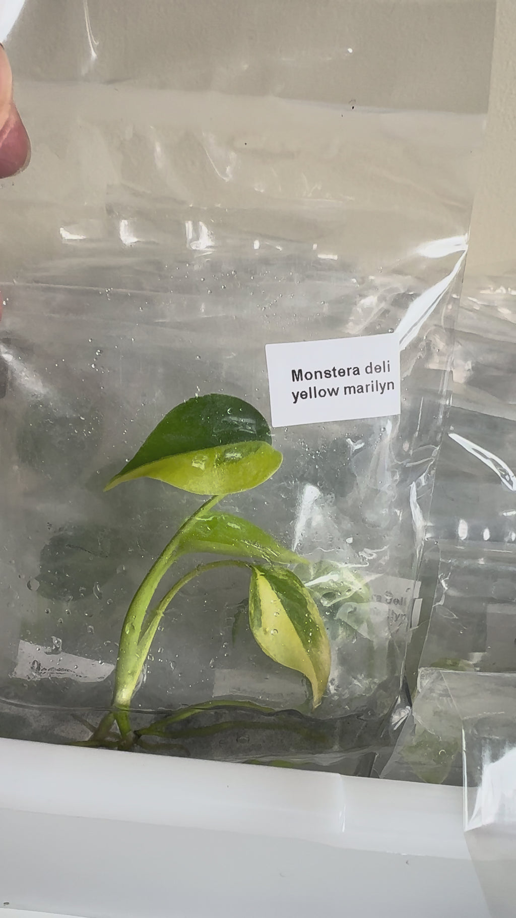Monstera Deliciosa Yellow Marilyn