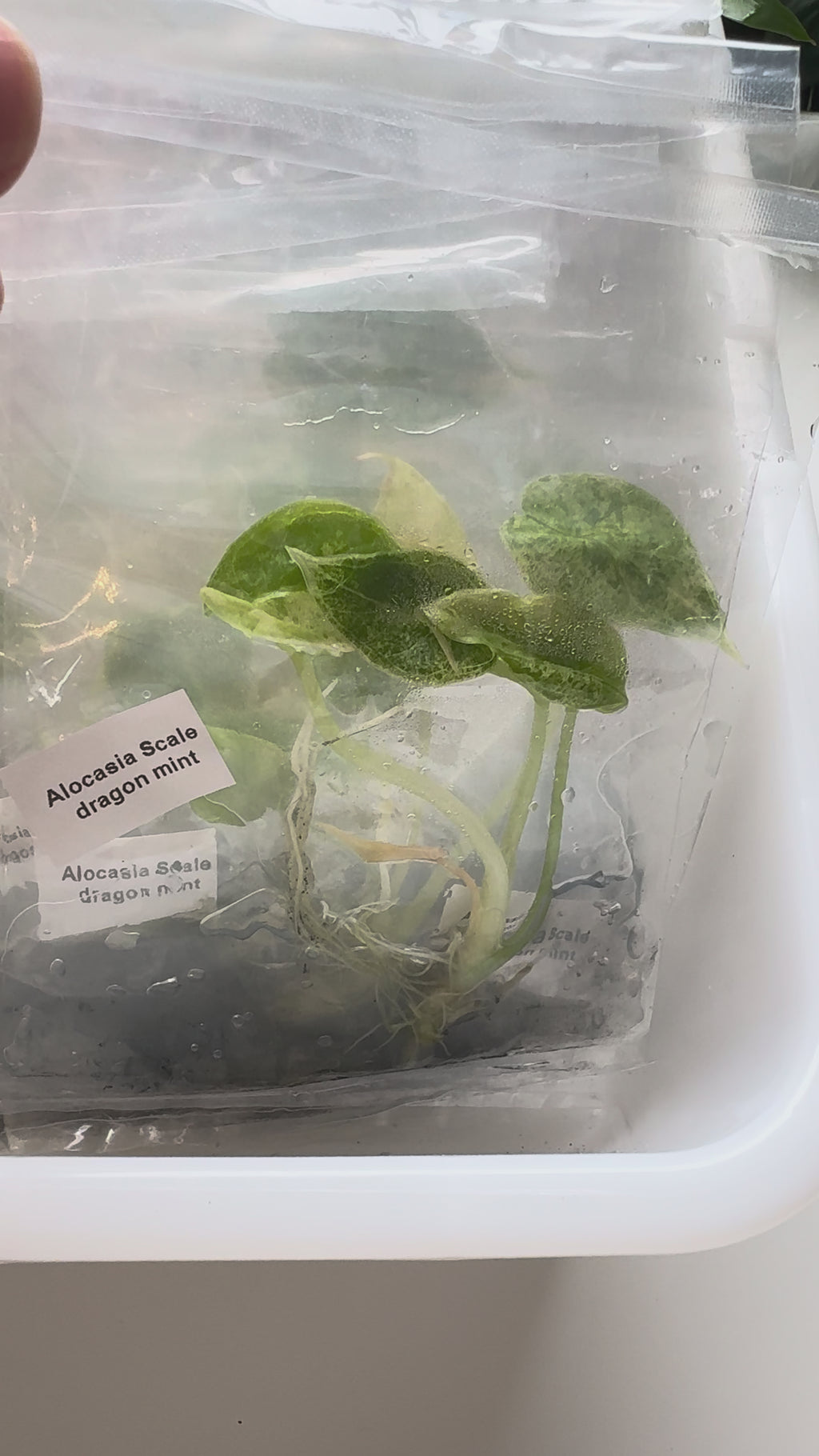 Alocasia Scale dragon mint