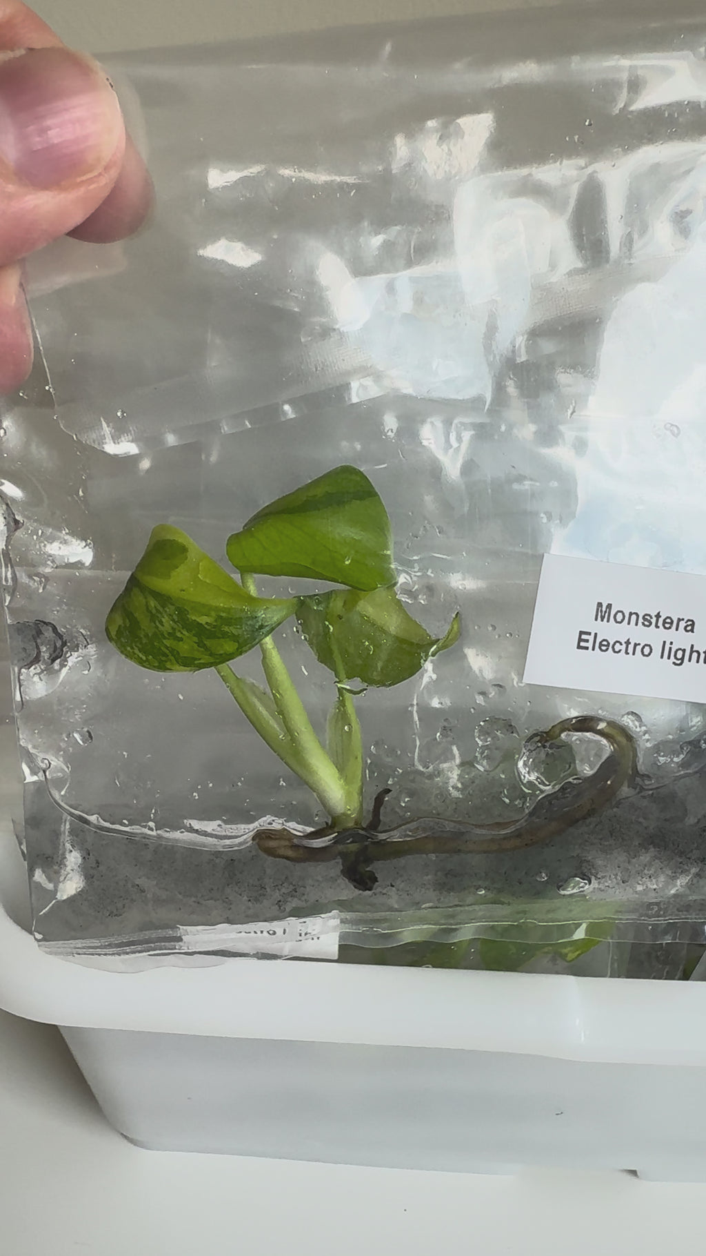 Monstera Electrolight