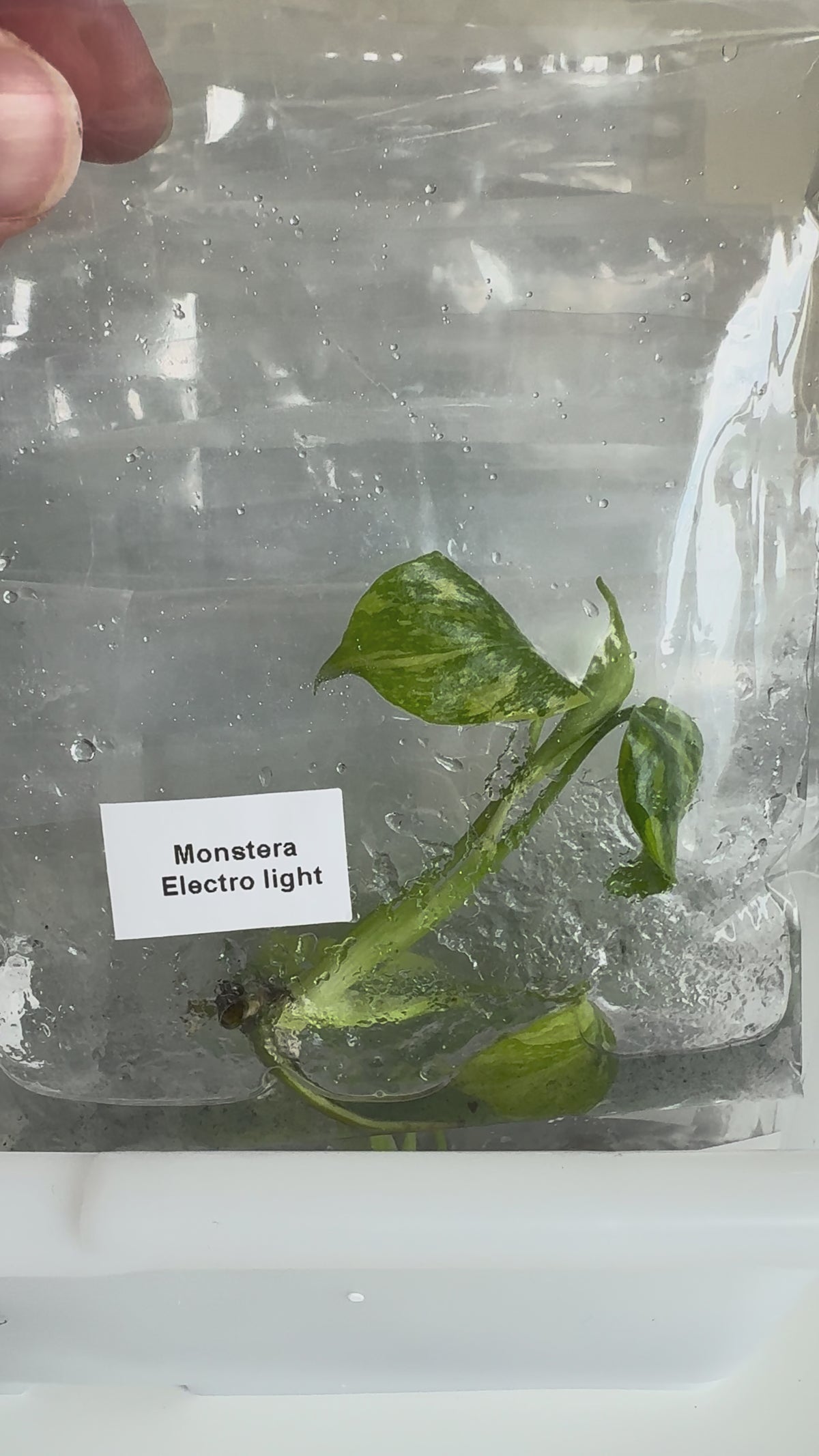 Monstera Electrolight