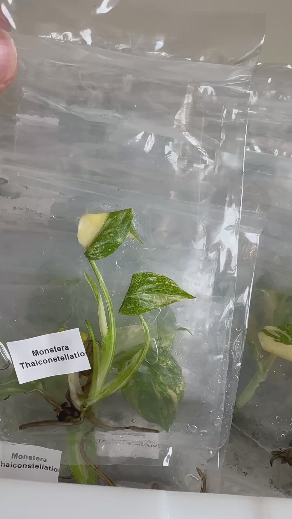 Monstera Thai Constellation High Variegated