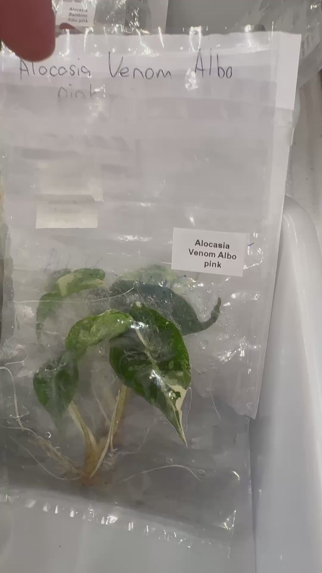 Alocasia Venom Albo pink