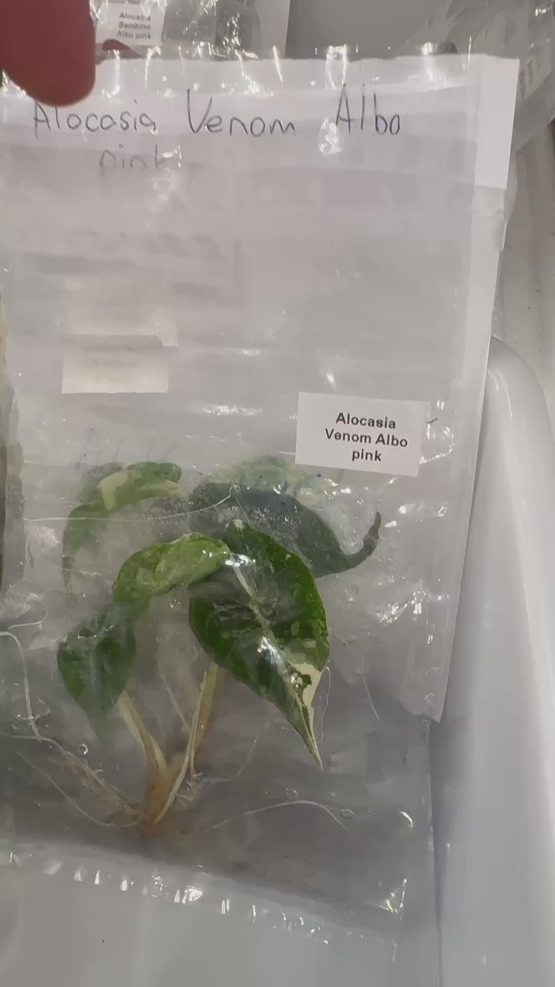 Alocasia Venom Albo pink