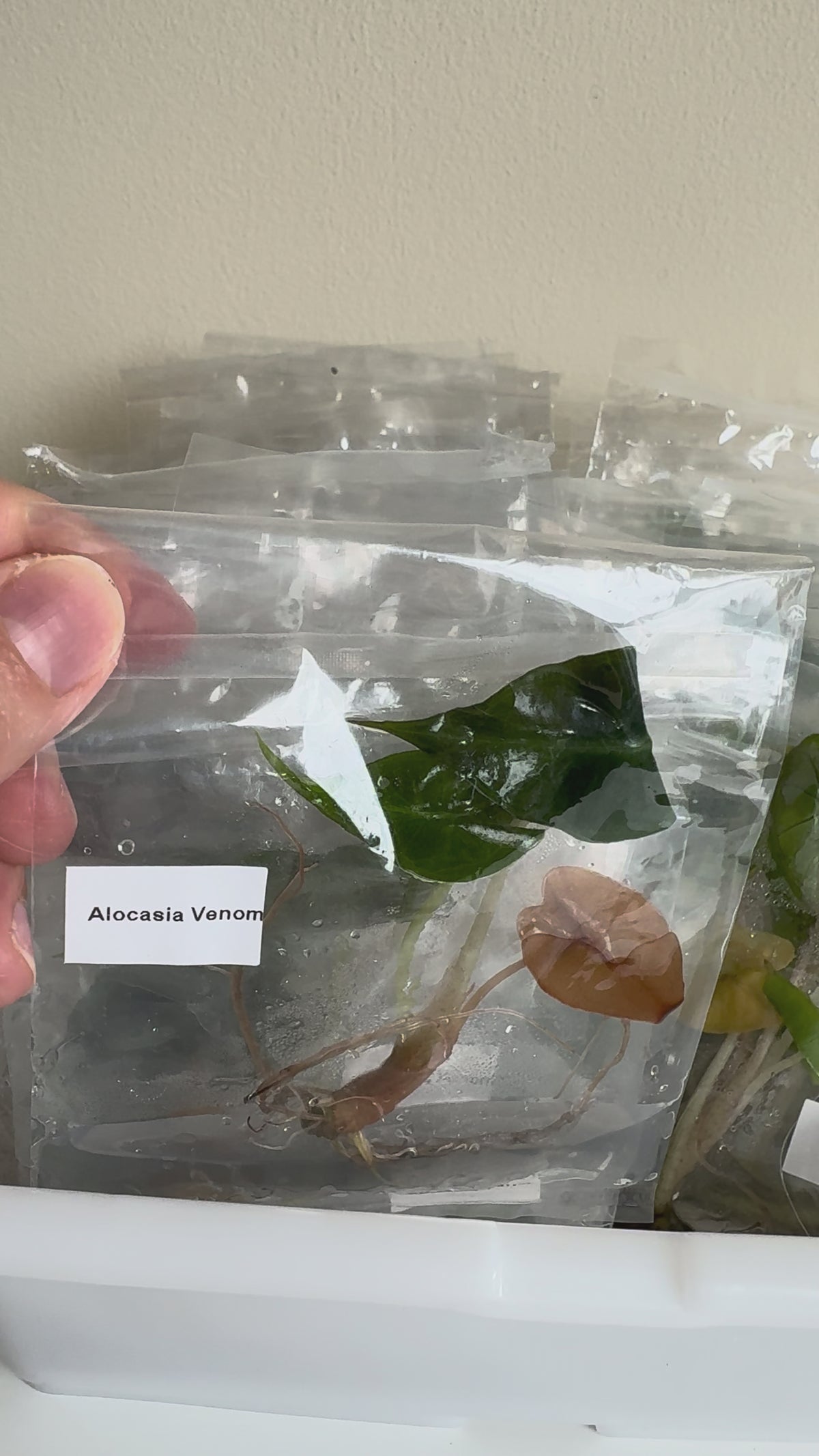 Alocasia Venom